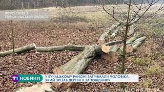 Вандала, який зрізав дерева у заповіднику на Тернопільщині, затримали: яке покарання йому "світить"