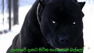 ලංකාවේ දැනට සිටින සුපිරි Dog Breeds 4ක් මෙන්න 2021