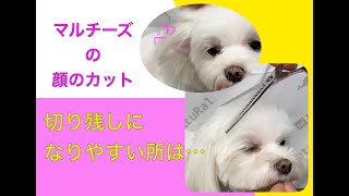 【顔のカット】マルチーズ：基本の丸カット