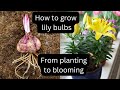 Grow Your Own Lilies In Just 99 Days! 🌷 Growing lily bulbs indoors 🌺 planting lilies in pots