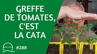 #288-Greffe de tomates, c'est la cata !