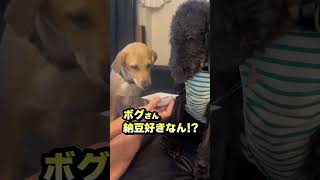 【柳に風】🐶「納豆美味しいのかなぁ…？」#shorts