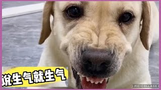 演的真像🤣Labrador seven💕#拉布拉多