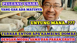 PERBANDINGAN TERNAK ENTOK DAN TERNAK KAMBING DOMBA