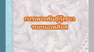 การเพาะพันธุ์กุ้งขาว ระยะนอเพลียส