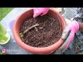 arum lily and the calla lily easy propagation by division of these beautiful plants