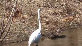 NYBG Great Egret 4/10/14