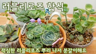 러블리로즈 합식하기 * 적심했던 러블리로즈 뿌리가 나서 분갈이해요* 多肉植物, Korean succulents