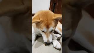 柴犬澎澎 看過吃瓜子鸚鵡 應該沒看過吃瓜子狗狗吧