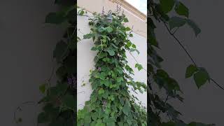 Avarakkai plant with purple flowers🌸🪴 #gardenlovers #broadbeans #flowers #purple #plants #avarakkai