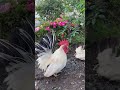 おはコケ🐓 bird ニワトリ chicken 鶏 animal チャボ 桂チャボ