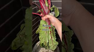 Beetroot leaves thoran…… 🍛.    #music #food #shortsfeed #recipe #freash #song #healthy  #shorts