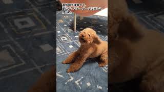 高齢犬の日常🐶ゴールデンウィークはなにしてた?#シニア犬との暮らし #老犬 #トイプードル #犬のいる暮らし #もふもふ #fyp