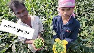 PUSHPA BHINDA KENA SEEDS 9624159929