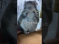 【ニギニギ】牧草を握るチンチラの手がかわいい＃chinchilla＃チンチラ＃shorts