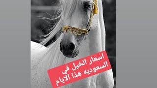 اسعار الخيل في السوق السعودي هذه الايام❗❗