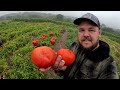 tomato harvest what has happened