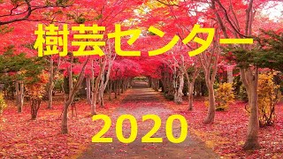 【北海道観光】樹芸センターの紅葉　2020