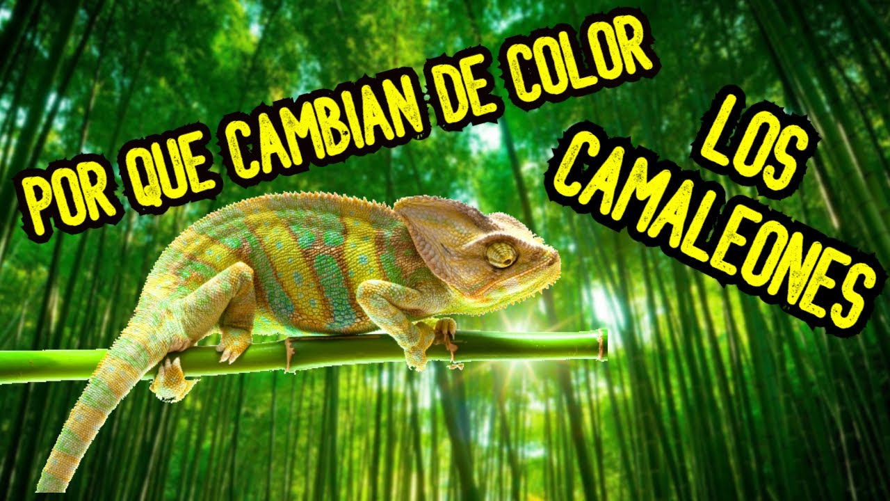 ¿Por Qué Cambian De Color Los *camaleones*? - Hoyensabiasque - YouTube