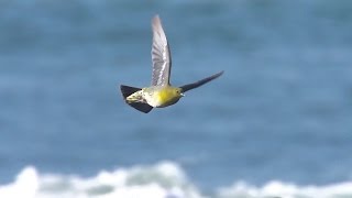 Green Pigeons Drinking Seawater  - super slow motion - 海水を飲むアオバト －