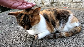 沖縄の公園にいたカワイイ野良猫をナデナデしてきました