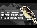 How Climate Patterns Thousands of Miles Away Affect US Bird Migration