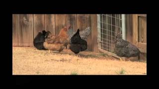 Poultry Bio-security: Basic Tips to keep you and your flock healthy