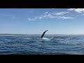 Whale watching in Ballina NSW Australia