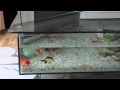 Oranda and fantail fancy goldfish in a crystal clear 18 gallon coffee table aquarium fish tank Oranda and fantail fancy goldfish in a crystal clear 18 gallon coffee table aquarium fish tank