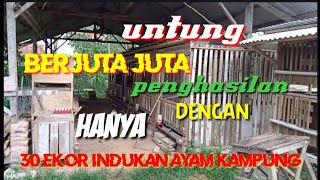 Untung berjuta juta hanya 30 ekor indukan ayam kampung