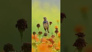 Bluethroat #wildlife #nature #reels #reel