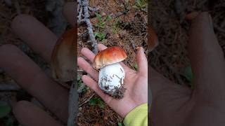 きのこ狩り🍄2024 #shorts #mushroom #mushrooming #きのこ狩り #boletus #ヤマドリタケ #americalife #アメリカ生活