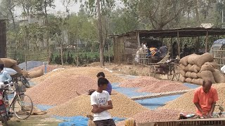 Village Potato Market in Parbatipur ||  খয়েরপুকুর হাটে দেশি আলুর বিশাল বাজার।