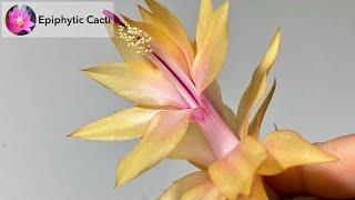 Schlumbergera hybrid - ‘Triana’