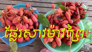 ផ្លែរសាវម៉ាវព្រៃ[