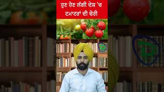 ਮੇਰੀ ਵੀ ਕਦਰ ਪਈ! ਟਮਾਟਰ 100 ਰੁਪਏ ਕਿੱਲੋ!! #tomato #farmer #tomato_price