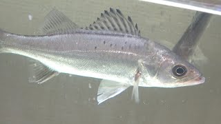 外来種？変なスズキが釣れたので飼ってみる