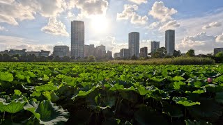 【4K walk】Tokyo Ueno walk Park Beer Festival 2023 walk video(上野散策 ウエノデ.ビアフェスタ2023 不忍池)