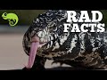 Argentine Tegus - 21 Stinkin' Rad Facts!