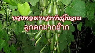 #บวบพวงพันธุ์โบราณ ลูกดกมากม๊ากๆ #ฝากกดติดตามช่องด้วยนะครับ