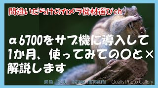 間違いだらけのカメラ機材選びch 「α6700をサブ機に導入して1か月、使ってみての〇と×解説します」