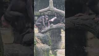 Chimpanzee/Pan troglodytes/Taipei Zoo