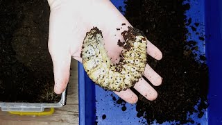 【山林蟲坊】海神大兜幼蟲換土 | Changing flake soil for Dynastes neptunus larvae