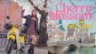 Best places to see the cherry blossom in Korea | Seoul Vlog