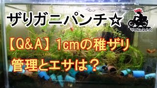 【ザリガニQ\u0026A】1cmの稚ザリ 管理とエサはどうすればいいの？