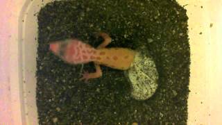 Leopard Gecko Emerging From The Egg