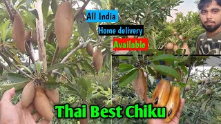 Thai Banana Chiku/ Thai Long Chiku/Thai Best Chiku//