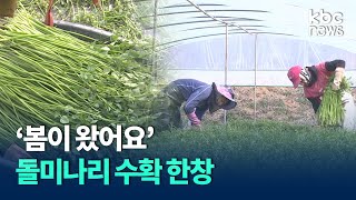 '봄이 왔어요' 나주서 돌미나리 수확 한창 / KBC뉴스