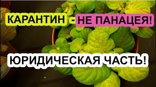 Скидки! Как НЕ ПРОГАДАТЬ с УЦЕНЕННЫМ растением? Юридические тонкости! Цены. Выбираем цветы ГРАМОТНО!