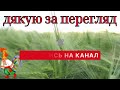 ЛІКУВАННЯ КУРЕЙ ГОРІЛКОЮ@kyruvgaragi